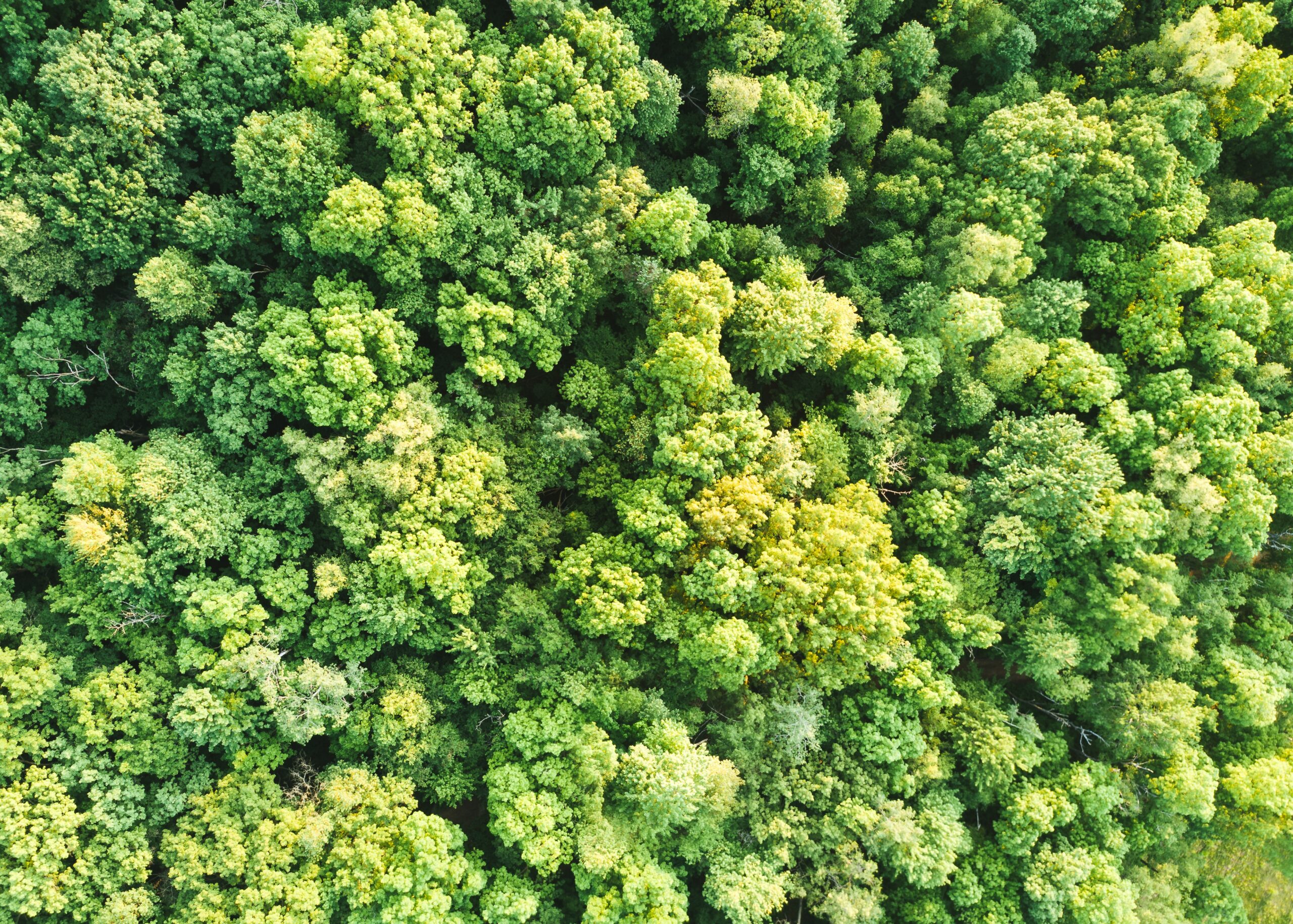 A forest canopy from above.