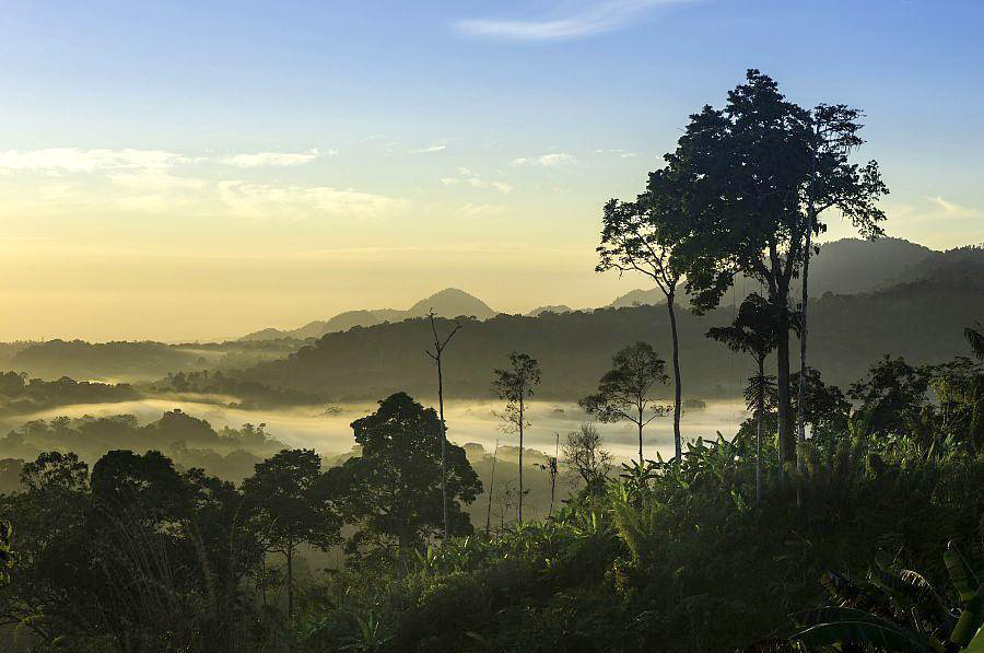 Papua New Guinea forest paysage